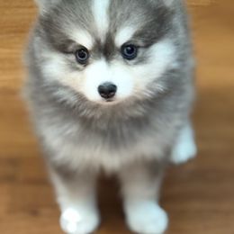 Pomsky Puppies from Royal Pomskies