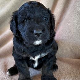 Jack - Black and white male Bernedoodle puppy in Grant City, Missouri from Timberline Paws