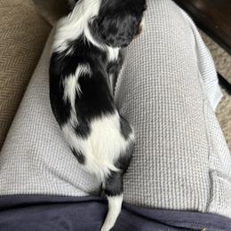Cavalier King Charles Spaniel Puppies from Pam's Cavalier King Charles Spaniels