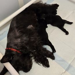 Miniature Schnauzer Puppies from SSPuppy - Sophisticated Schnauzers