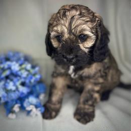 Max - Sable male Cockapoo puppy in Placerville, California from Rpuppies