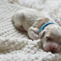 Goldendoodle Puppies from Edge Farm Goldendoodles