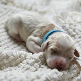 Goldendoodle Puppies from Edge Farm Goldendoodles