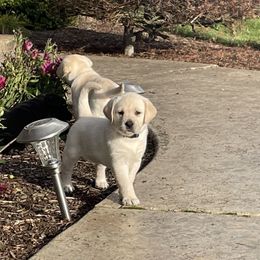 Girl 3 - Yellow Labrador Retriever puppy in Beavercreek, Oregon from Sweetwater Spring Labradors