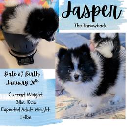 Jasper - Black parti male Pomeranian puppy in Danielsville, Georgia from PassionatePomPoms