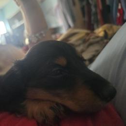Nash - Black and tan female Dachshund puppy in San Antonio, Texas from Little Paws Doxies