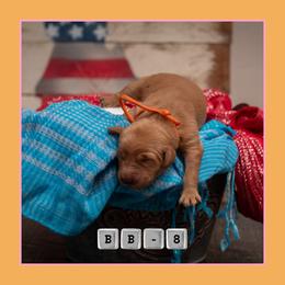 BB8 - Dark golden female Golden Retriever puppy in Driggs, Idaho from SK Golden Retrievers