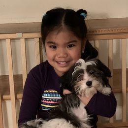 Biewer Terrier, Chinese Crested, and Havanese Puppies from Meadowview Havanese