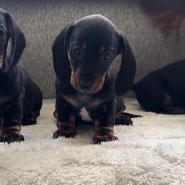 Skye - Black and tan female Dachshund puppy in Richmond, Kentucky from Cemcade Dachshunds