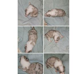 Merle Male 2 is Red Merle - Red merle and white male Cardigan Welsh Corgi puppy in Myton, Utah from Cardigan Corgi Cuties 💓