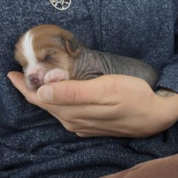Peace - Chocolate male Chinese Crested puppy in Frederick, Maryland from Lovable Cresteds