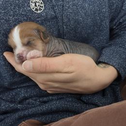 Peace - Chocolate male Chinese Crested puppy in Frederick, Maryland from Lovable Cresteds