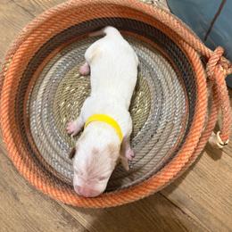 Yellow Girl - Lemon and white female Basset Hound puppy in Walters, Oklahoma from Solo Spur Ranch