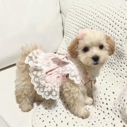 Rosie - Cream female Maltipoo puppy in Spring, Texas from GlamPaw Maltipoos