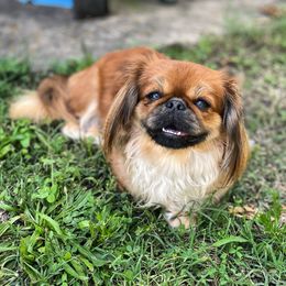 Pekingese from Mammy's Pekingese