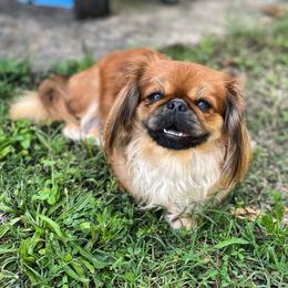 Pekingese from Mammy's Pekingese