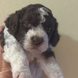 Patch Girl - Brown female Lagotto Romagnolo puppy in Riverdale, California from Curly Acres Lagotto Romagnolo