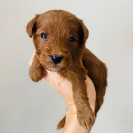 Charlie - Red  male Goldendoodle puppy in Auburn, Indiana from Martin’s Doodles