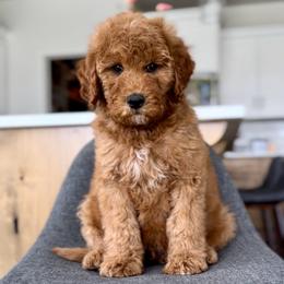 Sage - Red  male Goldendoodle puppy in St George, Utah from Doodle Bears of Southern Utah