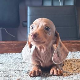 Ozzie - Fawn (isabella) and cream male Dachshund puppy in Hudson, Michigan from Mittentail Kennel Miniature Dachshunds & Australian Shepherds