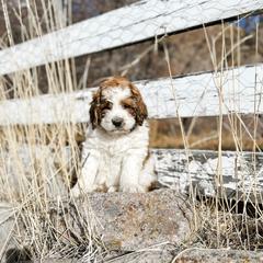 Aussiedoodle, Goldendoodle, Poodle, Saint Berdoodle, Saint Bernard, and Sheepadoodle Puppies from Rocky Ridge Ranch