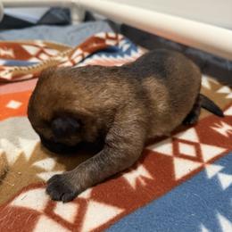 German Shepherd Puppies from Smithcoshepherds