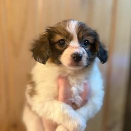 George Bailey - Male - White and sable male Papillon puppy in Blue Ridge, Georgia from Butterfly Ridge