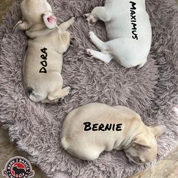 French Bulldog Puppies from Bark2Basics.Frenchie