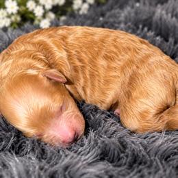 Bambi - Apricot male Poodle puppy in Atlanta, Georgia from ATLANTA POODLE BREEDER (AKC)