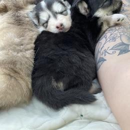 Pomsky Puppies from Blue Sky Pomsky