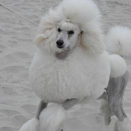 Poodles from Aurora's Standard Poodles
