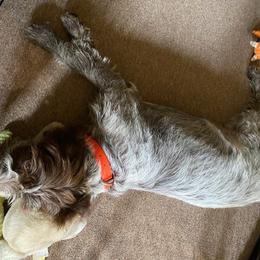 Wirehaired Pointing Griffon All Grown Up from Luther Smith