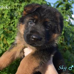 Sky - Black and red male German Shepherd puppy in Orlando, Florida from AceHaven Canines