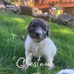 Chestnut - Merle male Bernedoodle puppy in Julian, Pennsylvania from Happy Valley Doodles