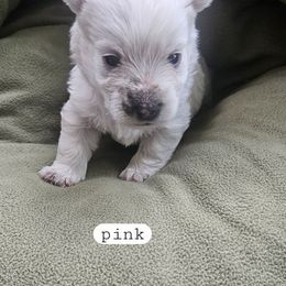 Pink Collar - White female West Highland White Terrier puppy in Mayo, Florida from Carrot Tails LLC