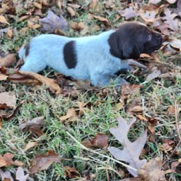 Sweetest 2 - Liver roan female German Shorthaired Pointer puppy in Troy, North Carolina from Uwharrie GSP