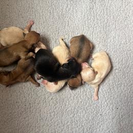 Chihuahua puppies from The Magnolia Pawlor, LLC