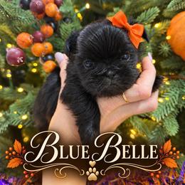 Blue Belle - Black female Shih Tzu puppy in Montgomery, Texas from Furbourne Farm