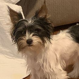 Willow - Yorkshire Terrier