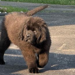 Triumph - Black male Newfoundland puppy in Saukville, Wisconsin from Crossroads Canines ~ Newfoundland Dogs