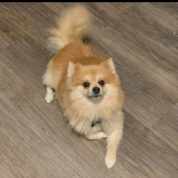 Poof - Pomeranian