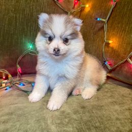 Tinsel - Gray and white female Pomsky puppy in La Verne, California from Red Cedar Pomskies