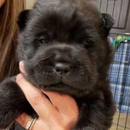 Girl 3 - Black female Chinese Shar-Pei puppy in Chipley, Florida from HapPei House of Wrinkles