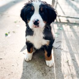 Bernedoodle and Bernese Mountain Dog Puppies from MI Doodles