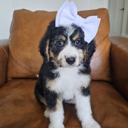 Aussiedoodle, Bernedoodle, and Double Doodle Puppies from Saltwater Doodles