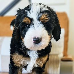 Bernedoodles, Cockapoos, and Goldendoodles from Macy Meadows Doodles