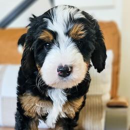 Bernedoodles, Cockapoos, and Goldendoodles from Macy Meadows Doodles