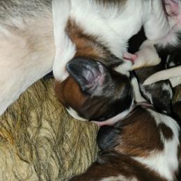 Saint Bernard Puppies from Amber's Saint Bernards