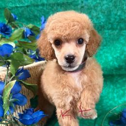 Eevee boy two - Red  male Poodle puppy in Haines City, Florida from Camic Cockapoos