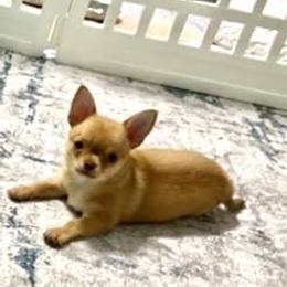 Chihuahua Puppies from Mystic Angels Chihuahuas